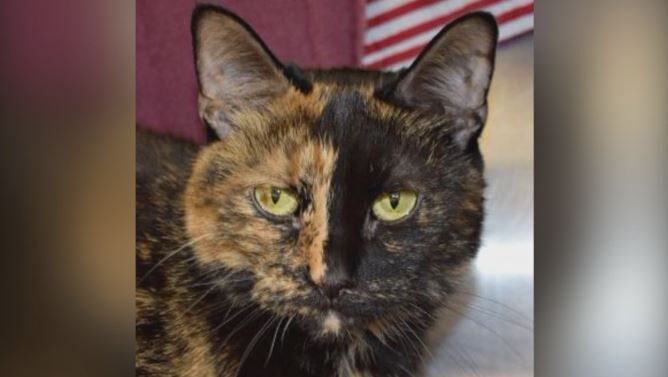 Pet of the Week: Elsa